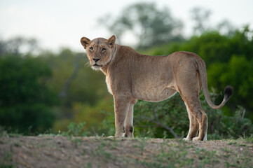 Obraz premium A Female Lion seen on a safari in South Africa