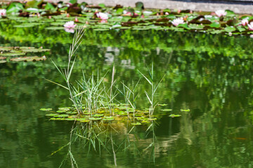 Waterlilies in the Nikita Botanical Garden, Yalta, Crimea.