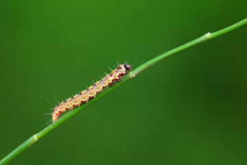 A Lepidoptera larva in nature, North China
