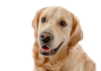Golden retriever dog on white background