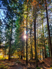 Fototapeta premium Autumn forest in the morning