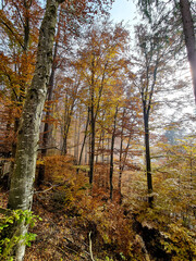 Fototapeta premium Autumn in the forest