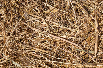 Beautiful horizontal texture of dry yellow and brown grass is on the photo
