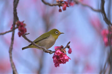 a yellow green bird and dark pink flowers in the blue sky