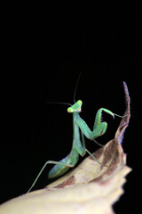 A mantis larva on the grass, North China