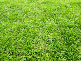 Green grass top view in vintage style for graphic design or wallpaper