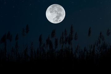 Fototapeta na wymiar Full moon with silhouette plants in the dark night.