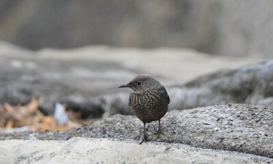海辺のイソヒヨドリ