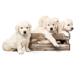 Five golden retriever puppies together isolated - Powered by Adobe