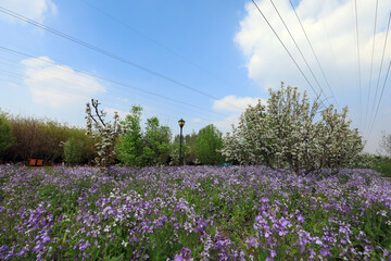 February orchid in full bloom in the park, North China