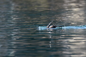 海で泳ぐウミウ