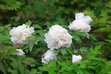 Blooming peonies in the park, China
