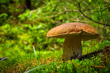 mushrooms in the grass