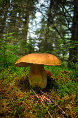 orange cap boletus