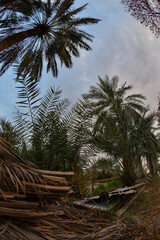 Date palm , tree of the palm family cultivated for its sweet edible fruits. The date palm has been prized from remotest antiquity , and photos were taken in the Kingdom of Saudi Arabia