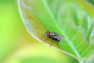 A red headed fly on a green leaf, North China