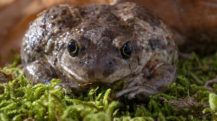 Pelobates fuscus, garlic toad, common  spadefoot, close-up.