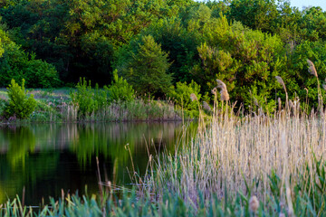 Trees on a bank of lake. Calm in nature