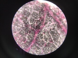 Plants cells find with microscope.