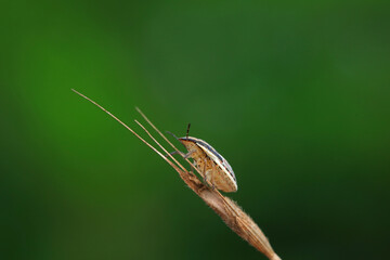 Bedbugs inhabit wild plants in North China