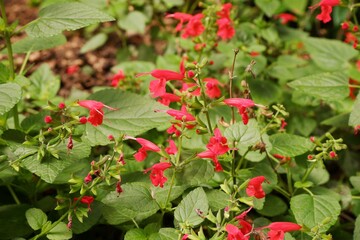 The red flower is called Scarlet sage or Salvia coccinea.