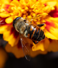 Bee on a yellow flower.