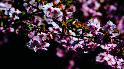 pink blossoms in spring