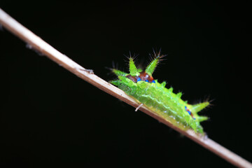 The larvae of the moth on wild plants, North China