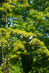 Green leaves on a tree