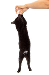 Obraz premium Black cat eats from hand on a white