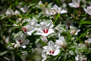 White flowers on a plant