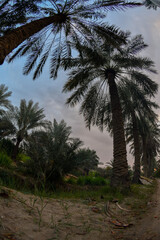 Fototapeta na wymiar Date palm , tree of the palm family cultivated for its sweet edible fruits. The date palm has been prized from remotest antiquity , and photos were taken in the Kingdom of Saudi Arabia