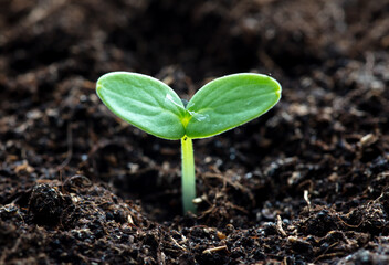 A small sprout of a cucumber in the ground in spring.