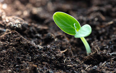 A small sprout of a cucumber in the ground in spring.