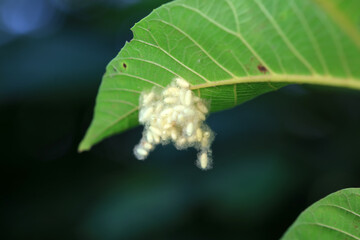 Cocoons of Braconidae on wild plants, North China