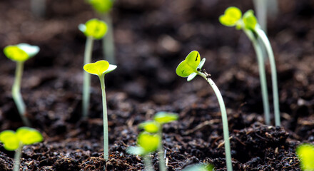 Small sprouts of arugula in the ground in spring.