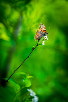 Painted lady butterfly, Vanessa cardui