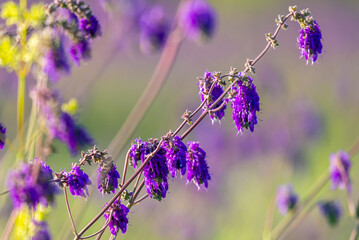 Salvia or Sage flowers. Summer meadow background