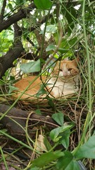 cats in the trees