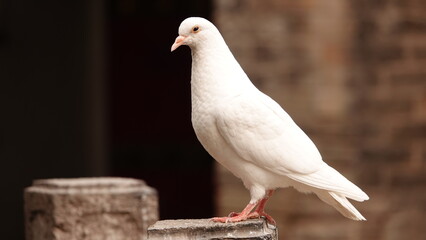 Closeup of a white pigeon standing on a stone pillar