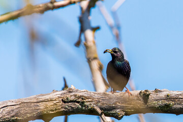 Common Starling or Sturnus vulgaris, also known as the European Starling or just Starling