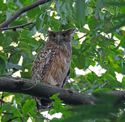 Brown fish owl.The brown fish owl is a fish owl species in the family known as typical owls, Strigidae. It is native from Turkey to South and Southeast Asia.