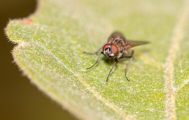 Fly on a green leaf in nature.