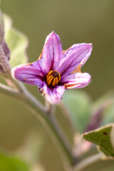 Flower on an eggplant plant.