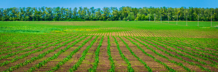 Fototapeta na wymiar Sprouts of winter wheat sprouted in an endless field in smooth light green rows
