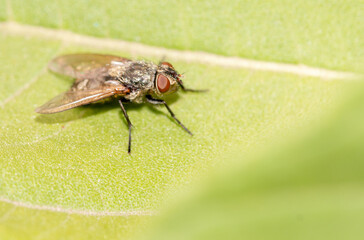Fly on a green leaf in nature.