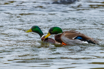 Mallard Ducks or Anas platyrhynchos in pond or lake