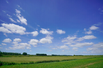 Green agriculture and fields in the countryside, sunny blue sky and beautiful clouds