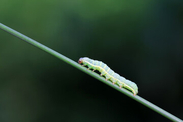 Moth larvae on wild plants, North China