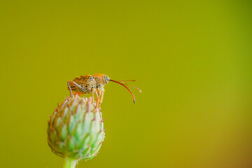 Owad © Sawomir